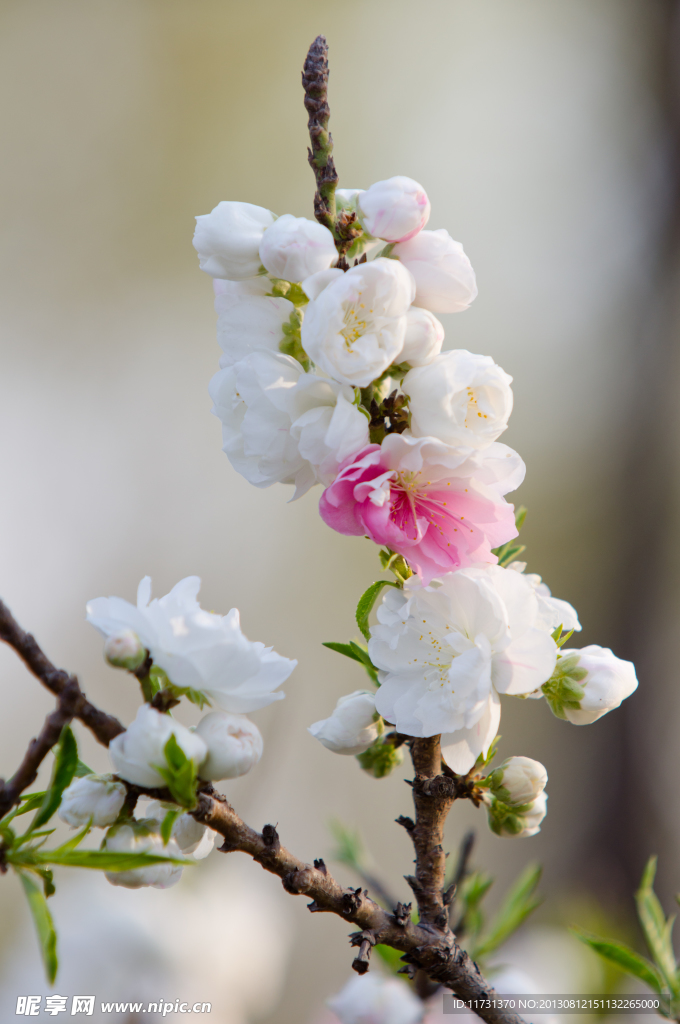桃花