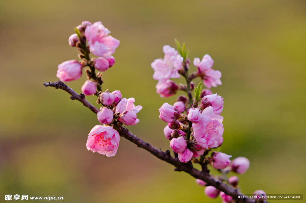 桃花