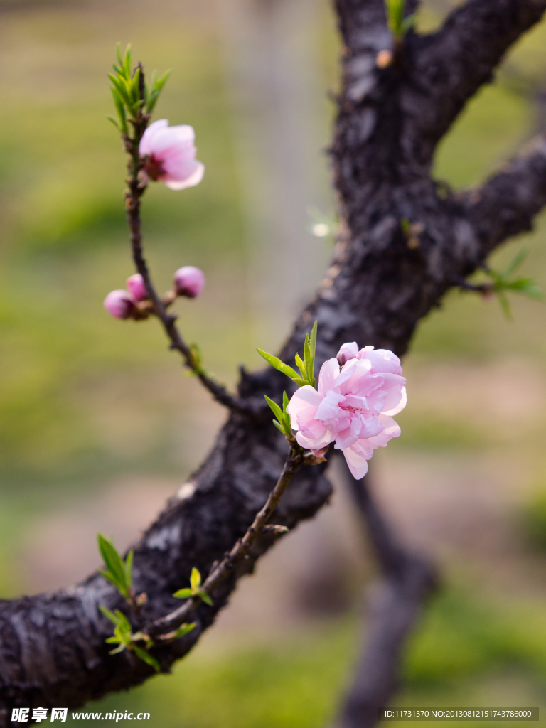 桃花