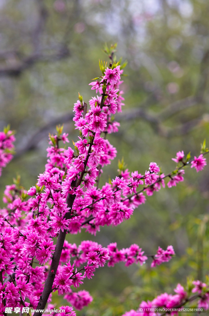 桃花
