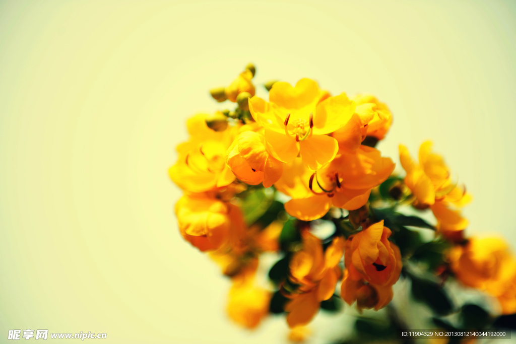 黄花