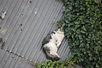 屋顶上的猫