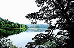 湖泊山水大树