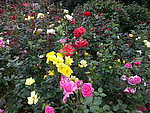 月季花
