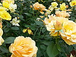 月季花