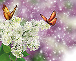 蝴蝶鲜花