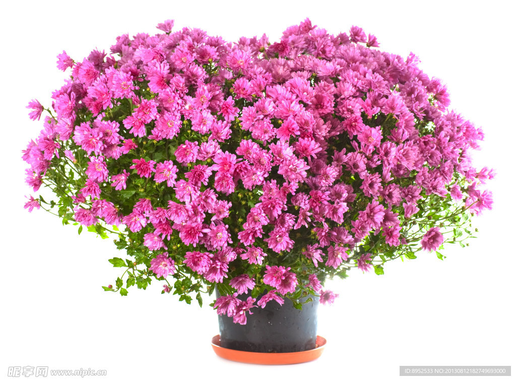 鲜花
