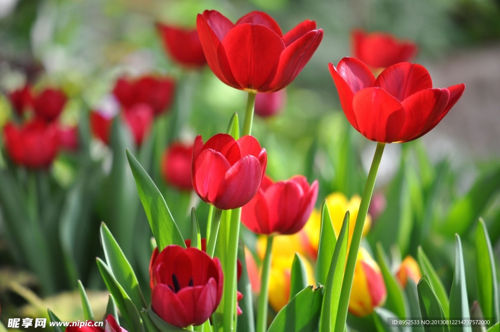鲜花