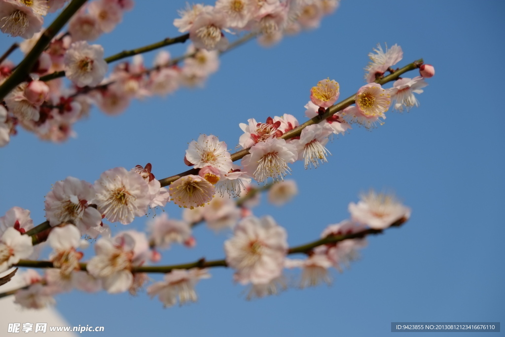 梅花