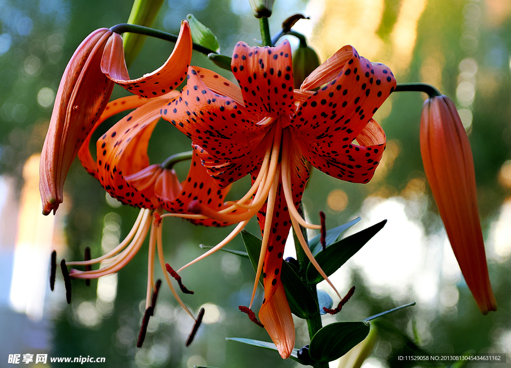 百合花