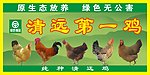 清远鸡