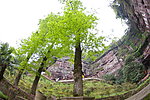 银杏树