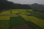 油菜花