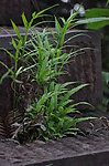 凤尾草