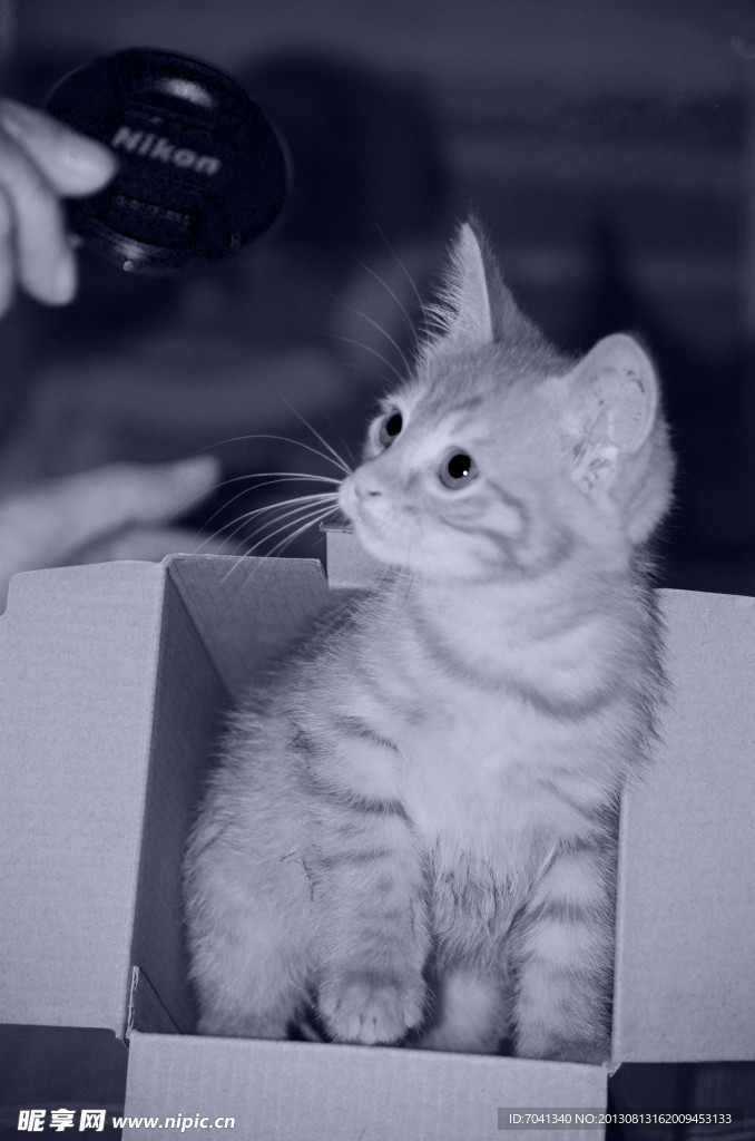 猫咪