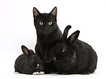 猫 兔子