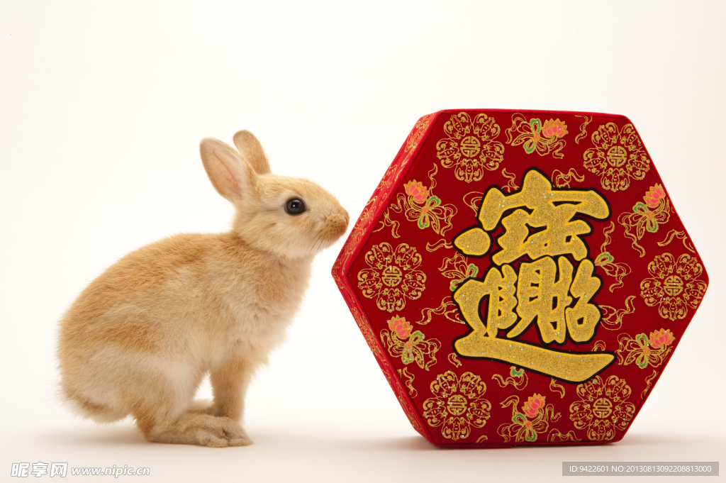 兔子