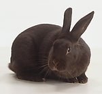 兔子