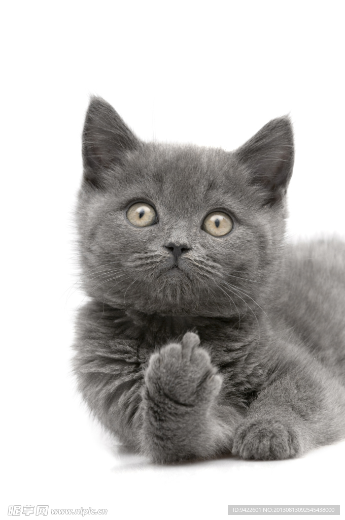 猫咪