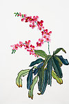绘画兰花