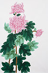绘画菊花