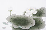 绘画荷花