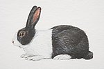 绘画兔