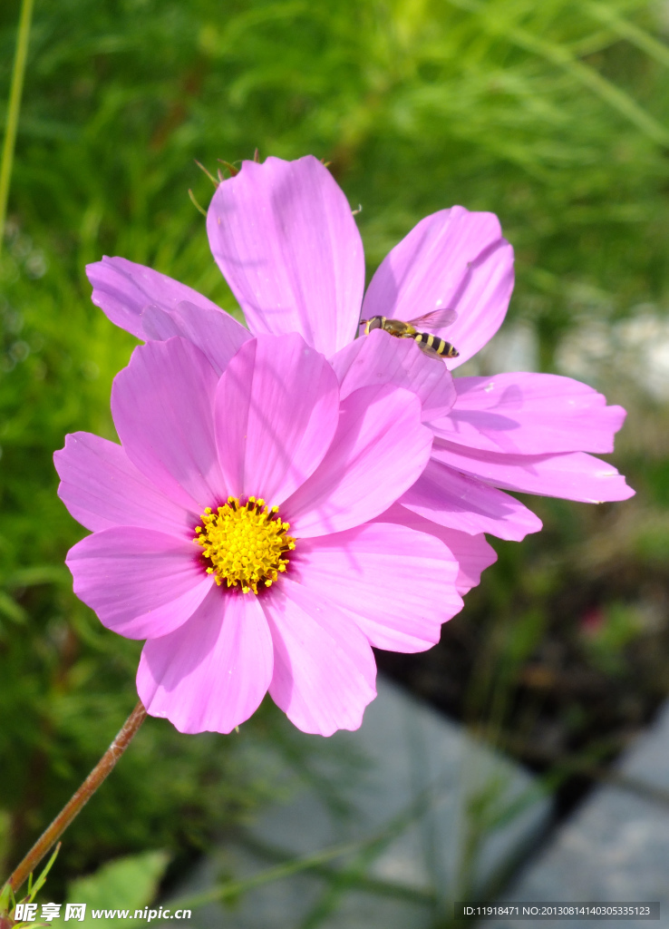 波斯菊