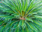 绿色植物