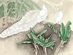 白孔雀