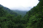 森林公园