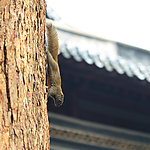 普陀山松鼠