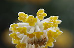 结香花