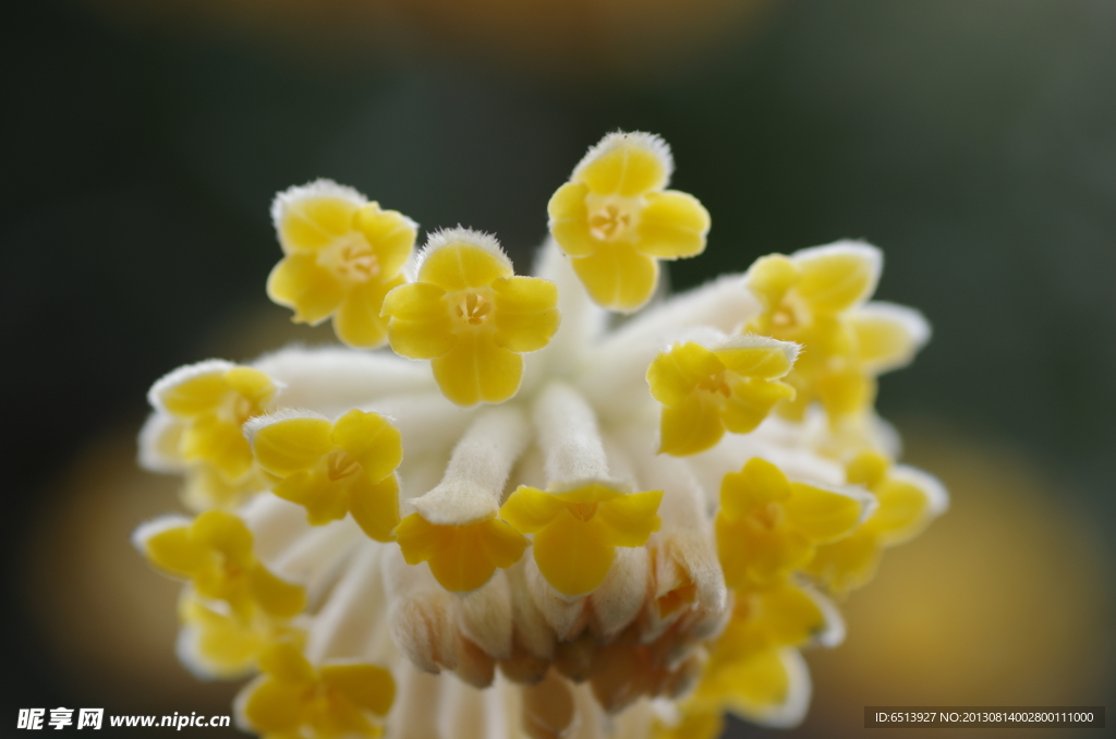 结香花