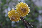 结香花