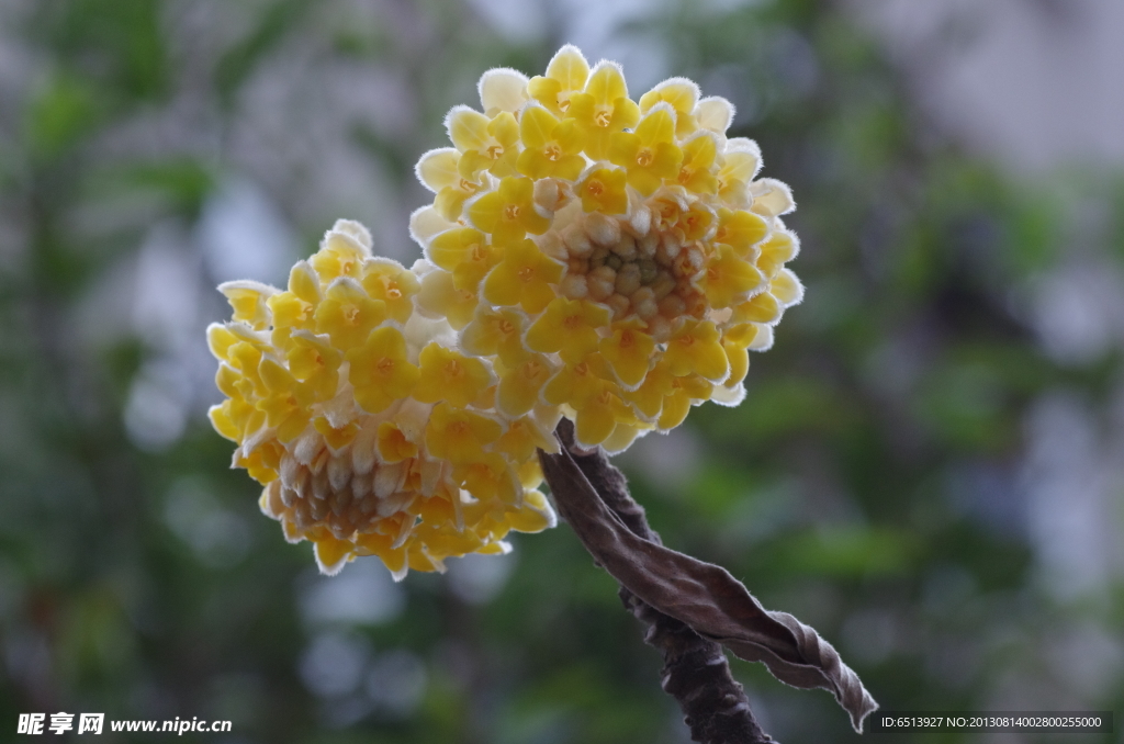 结香花