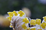 结香花