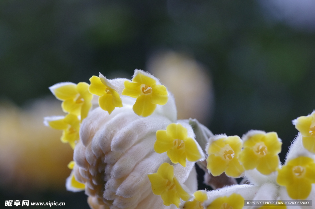 结香花