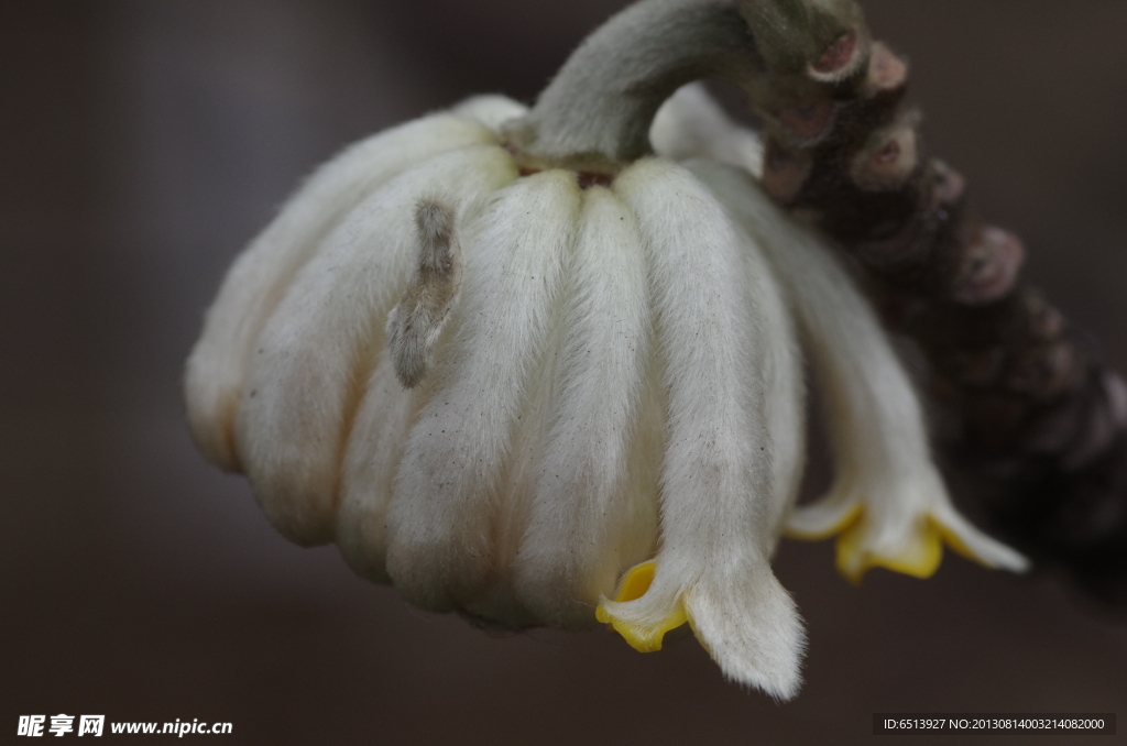 结香花