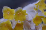 结香花