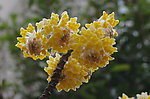 结香花