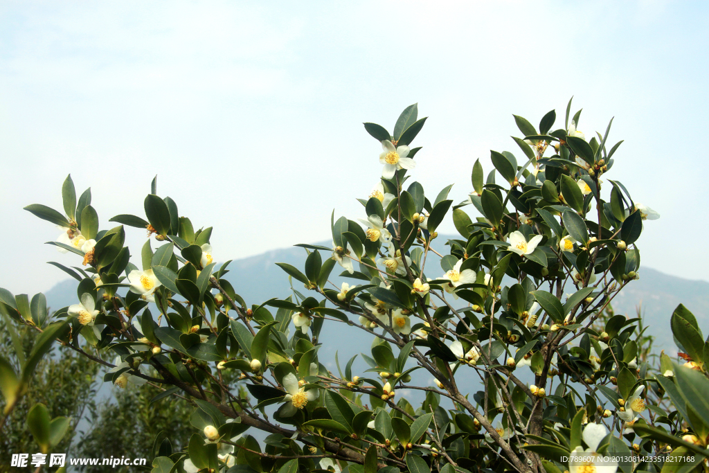 茶花