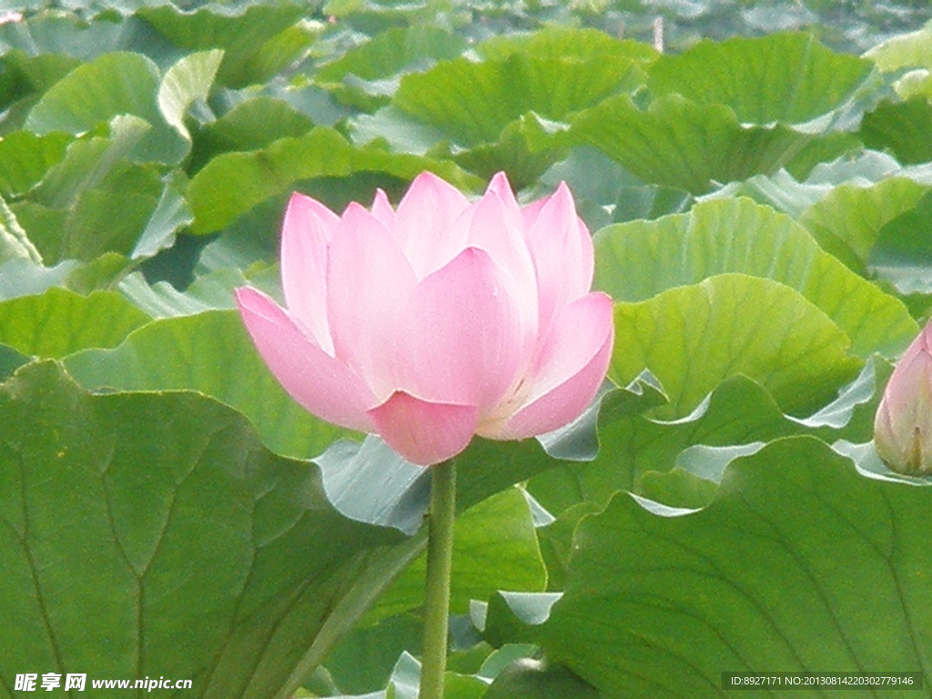 荷花