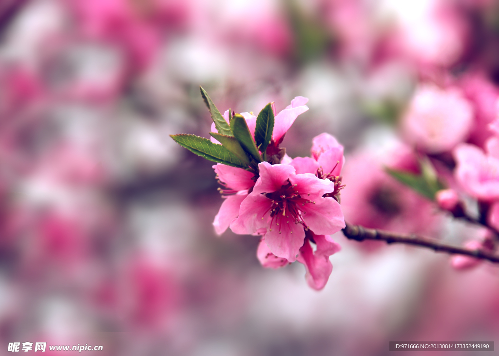 桃花
