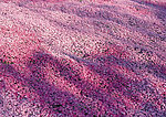 花海
