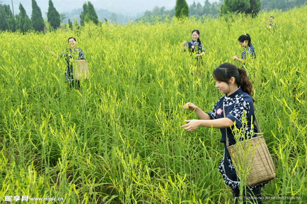 黄花菜 黄花 绿野