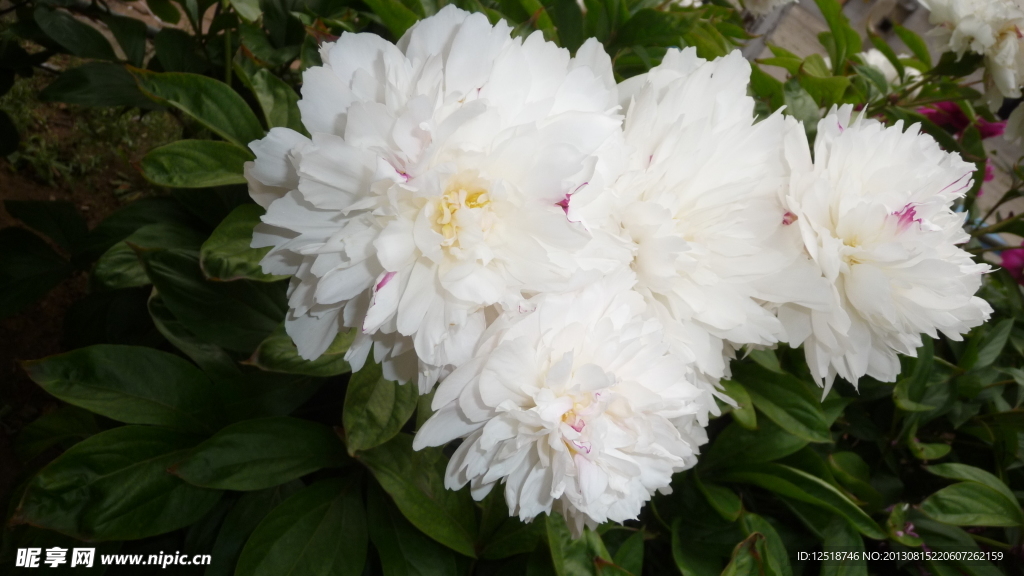芍药花