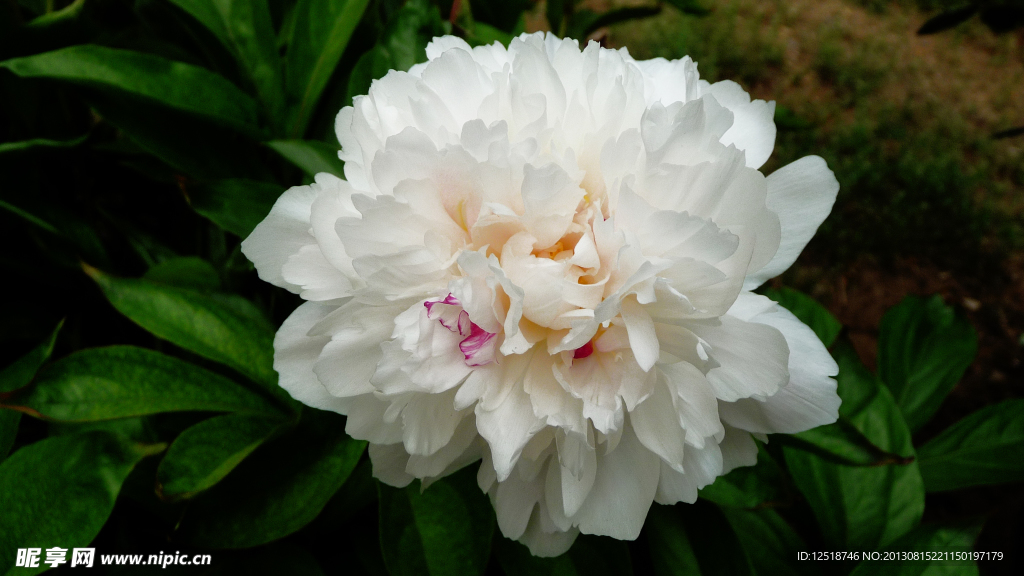 芍药花
