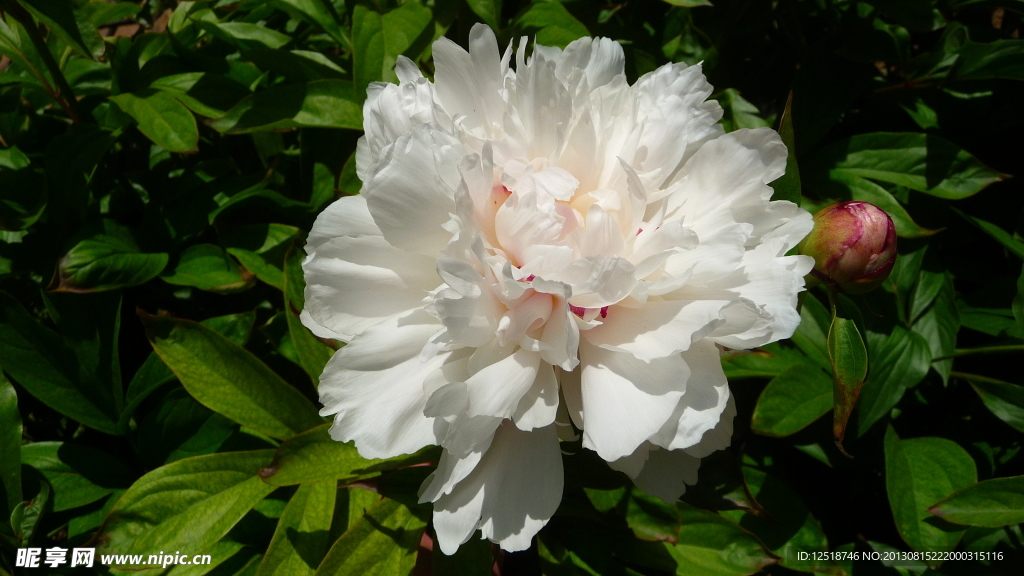 芍药花