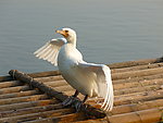 鸭子